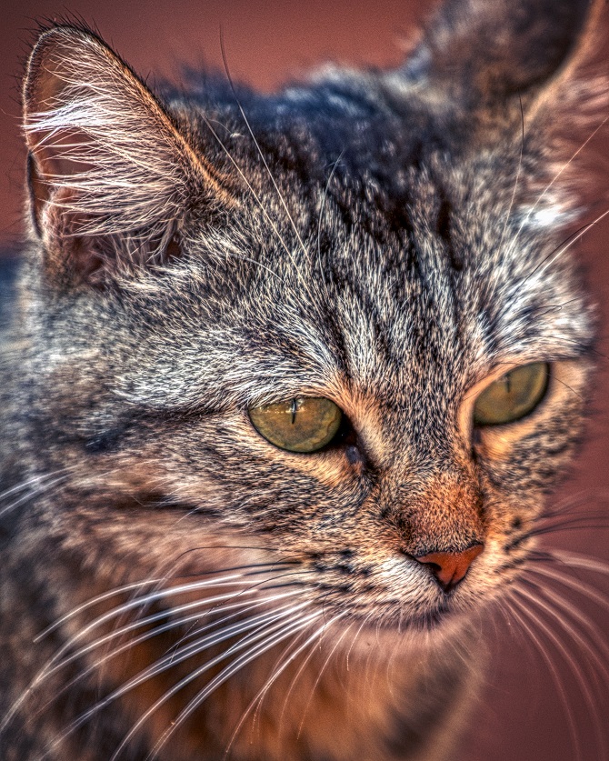 dieren-healing